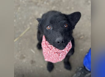 Layla ein sanfter ruhiger Schatz