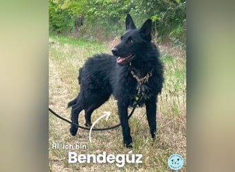 Bendegúz VA, intelligent und lieb