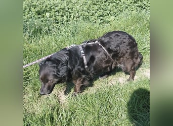 Luna ein sehr gutmütiges liebes Mädchen