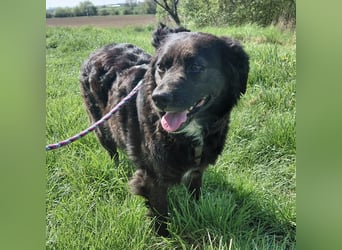 Luna ein sehr gutmütiges liebes Mädchen