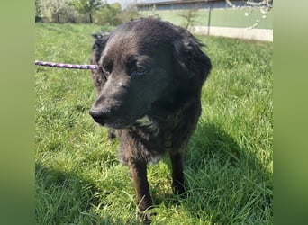 Luna ein sehr gutmütiges liebes Mädchen