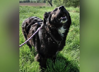 Luna ein sehr gutmütiges liebes Mädchen