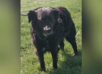 Luna ein sehr gutmütiges liebes Mädchen