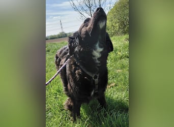 Luna ein sehr gutmütiges liebes Mädchen