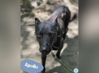 Apollo - sensibel aber neugierig