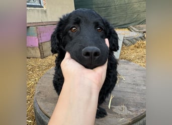 Capper ein Seelenhund