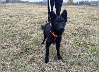 Samba - verspielter, neugieriger, liebenswerter, junger Rüde