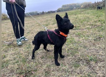 Samba - verspielter, neugieriger, liebenswerter, junger Rüde