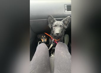 Samba - verspielter, neugieriger, liebenswerter, junger Rüde