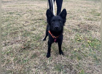 Samba - verspielter, neugieriger, liebenswerter, junger Rüde