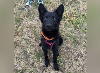 Samba - verspielter, neugieriger, liebenswerter, junger Rüde