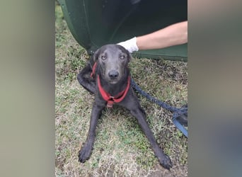 Langos sucht ein Zuhause