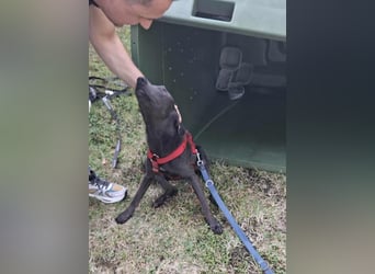 Langos sucht ein Zuhause