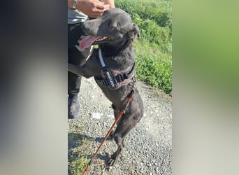 Langos sucht ein Zuhause