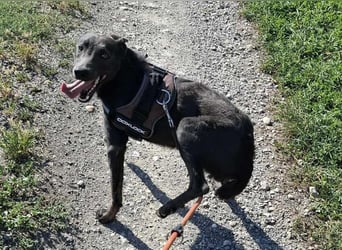 Langos sucht ein Zuhause