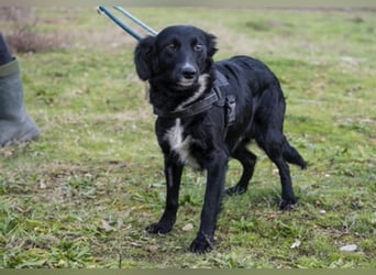 Zelma SI – Tolle Junghündin sucht ihre Familie