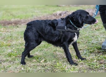 Zelma SI – Tolle Junghündin sucht ihre Familie