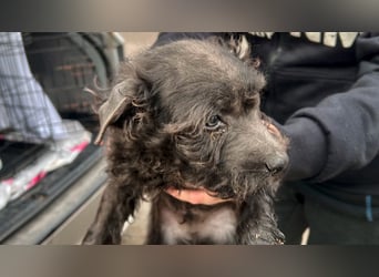 Leo2 LM - vom Begraben gerettet