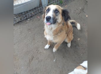 Tünde-anhängliche zutrauliche Mudi Mix Hündin