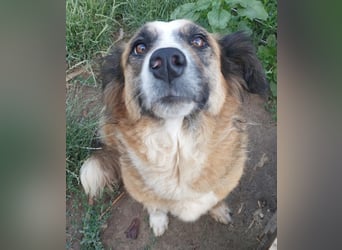 Tünde-anhängliche zutrauliche Mudi Mix Hündin