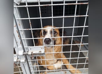 Tünde-anhängliche zutrauliche Mudi Mix Hündin