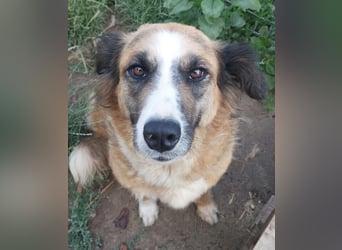 Tünde-anhängliche zutrauliche Mudi Mix Hündin