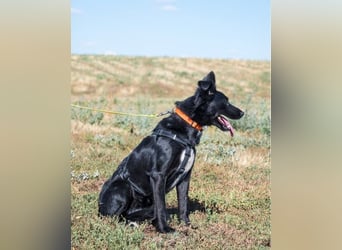 Nova SI - wunderschön und voller Neugier