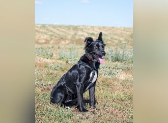 Nova SI - wunderschön und voller Neugier