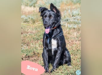 Nova SI - wunderschön und voller Neugier