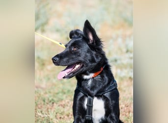 Nova SI - wunderschön und voller Neugier