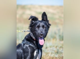 Nova SI - wunderschön und voller Neugier