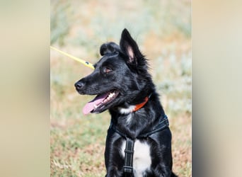 Nova SI, wunderschön und voller Neugier