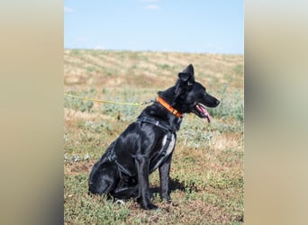 Nova SI, wunderschön und voller Neugier