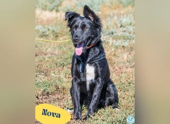 Nova SI, wunderschön und voller Neugier