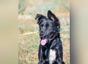 Nova SI, wunderschön und voller Neugier