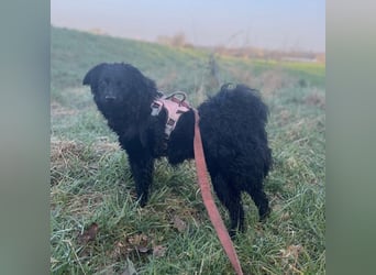 Asia kann in 36110 Schlitz kennengelernt werden