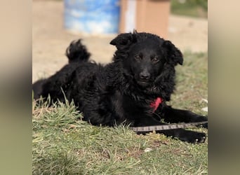 Asia kann in 36110 Schlitz kennengelernt werden