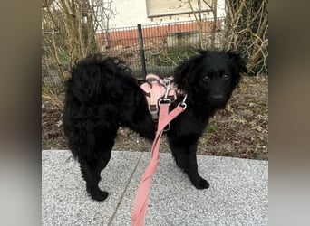 Asia kann in 36110 Schlitz kennengelernt werden