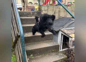 Asia kann in 36110 Schlitz kennengelernt werden