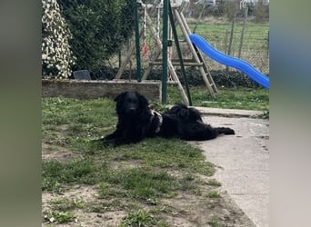 Asia kann in 36110 Schlitz kennengelernt werden