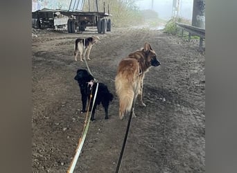 Asia kann in 36110 Schlitz kennengelernt werden