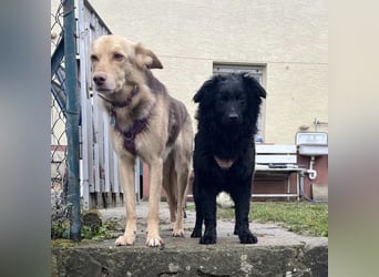 Asia kann in 36110 Schlitz kennengelernt werden