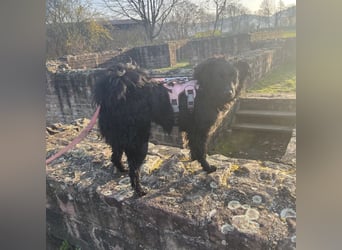 Asia kann in 36110 Schlitz kennengelernt werden