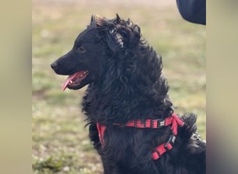 Asia kann in 36110 Schlitz kennengelernt werden