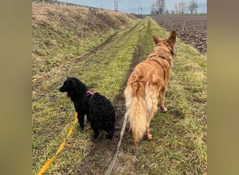 Asia kann in 36110 Schlitz kennengelernt werden