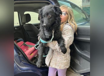 Asia kann in 36110 Schlitz kennengelernt werden