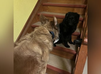 Asia kann in 36110 Schlitz kennengelernt werden