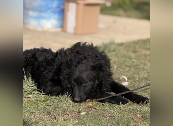 Asia kann in 36110 Schlitz kennengelernt werden