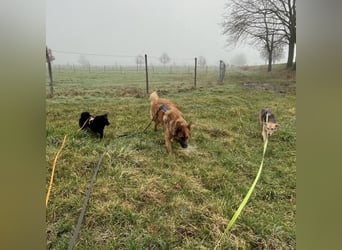 Asia kann in 36110 Schlitz kennengelernt werden