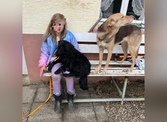 Asia kann in 36110 Schlitz kennengelernt werden